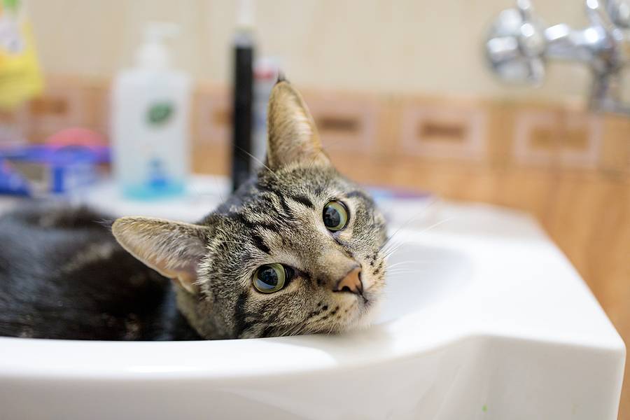 Plumbing Tips for Pet Owners
